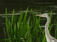 шэрая чапля