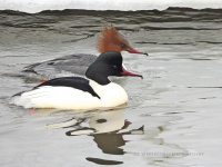 вялікія савукі