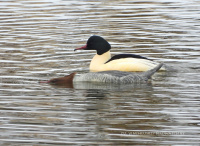 вялікі савук