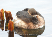 малая коўра