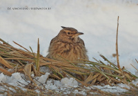 жаўрук-смяцюх