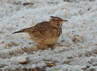 жаўрук-смяцюх