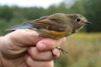 сіняхвостка