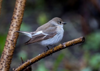 пярэстая валасяніца