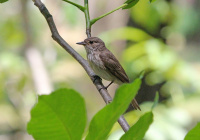 шэрая валасяніца