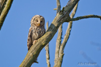 даўгахвосая кугакаўка