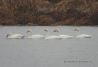 малыя лебедзі