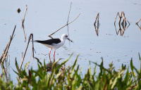 хадулачнік