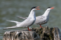 рачныя крычкі