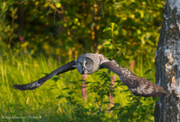 барадатая кугакаўка
