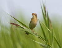 вяртлявая чаротаўка
