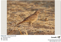 руды хмызняковы жаўрук