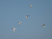 пярэстаносыя крычкі