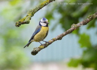 сіняя сініца