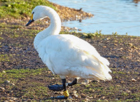 малы лебедзь