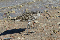 вялікі кулён