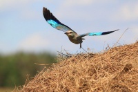 сіні сіваграк