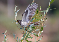 звычайная зязюля